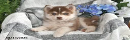 Pomsky dogs for sale: Sun Kiss - Ad 2