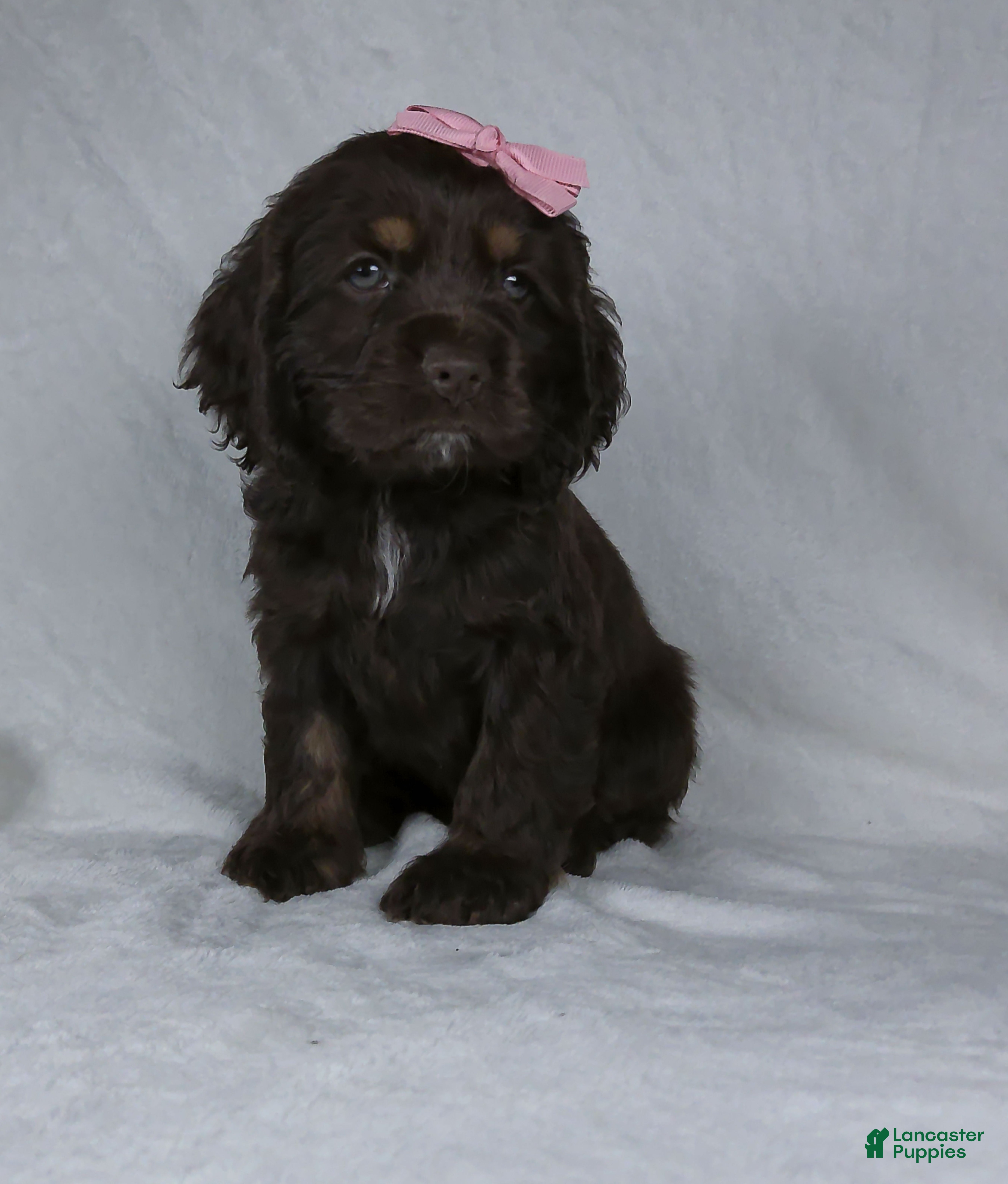 Cocker Spaniel dogs Mickey - Ad 2