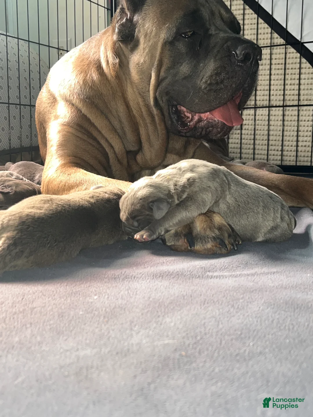 Cane Corso dogs for sale: Red collar - Ad 2