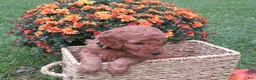 Mini Goldendoodle dogs for sale: Cookie - Ad 4