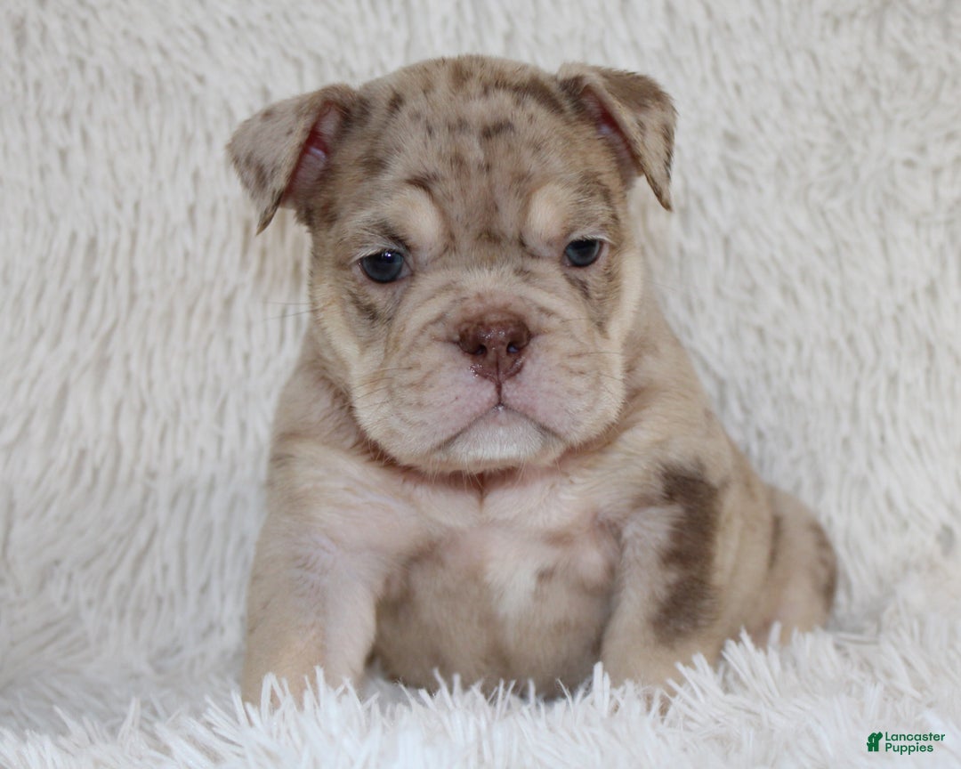 English Bulldog dogs for sale: Parry - Ad 3