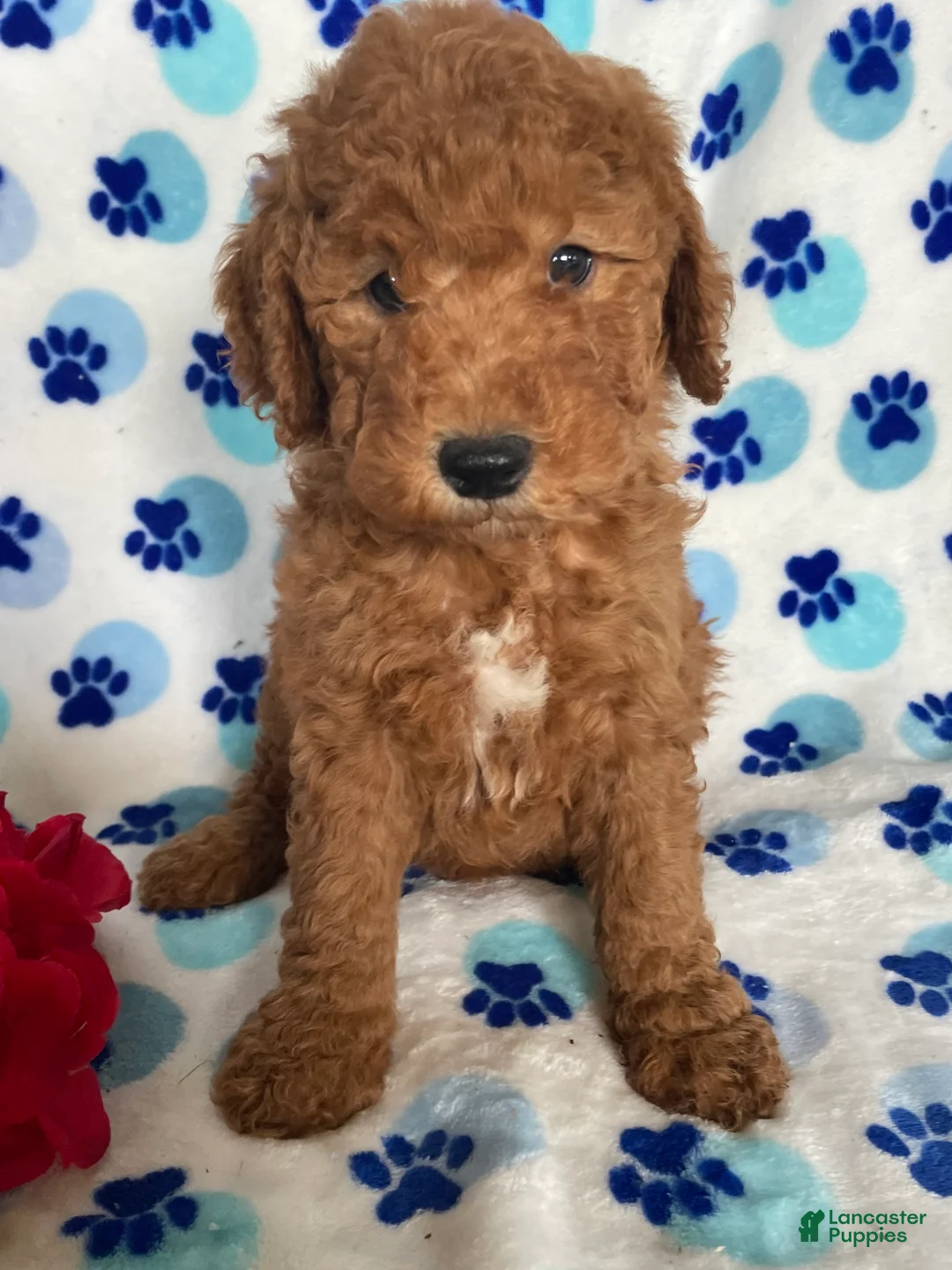 Mini Goldendoodle dogs for sale: Hank - Ad 1