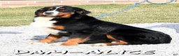Bernese Mountain Dog dogs for sale: Jordan - Ad 10