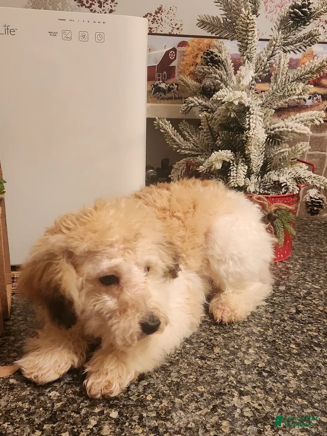 Miniature Poodle dogs for sale: Merdell - Ad 1