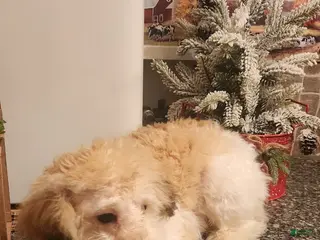 Miniature Poodle dogs Merdell - Ad 22