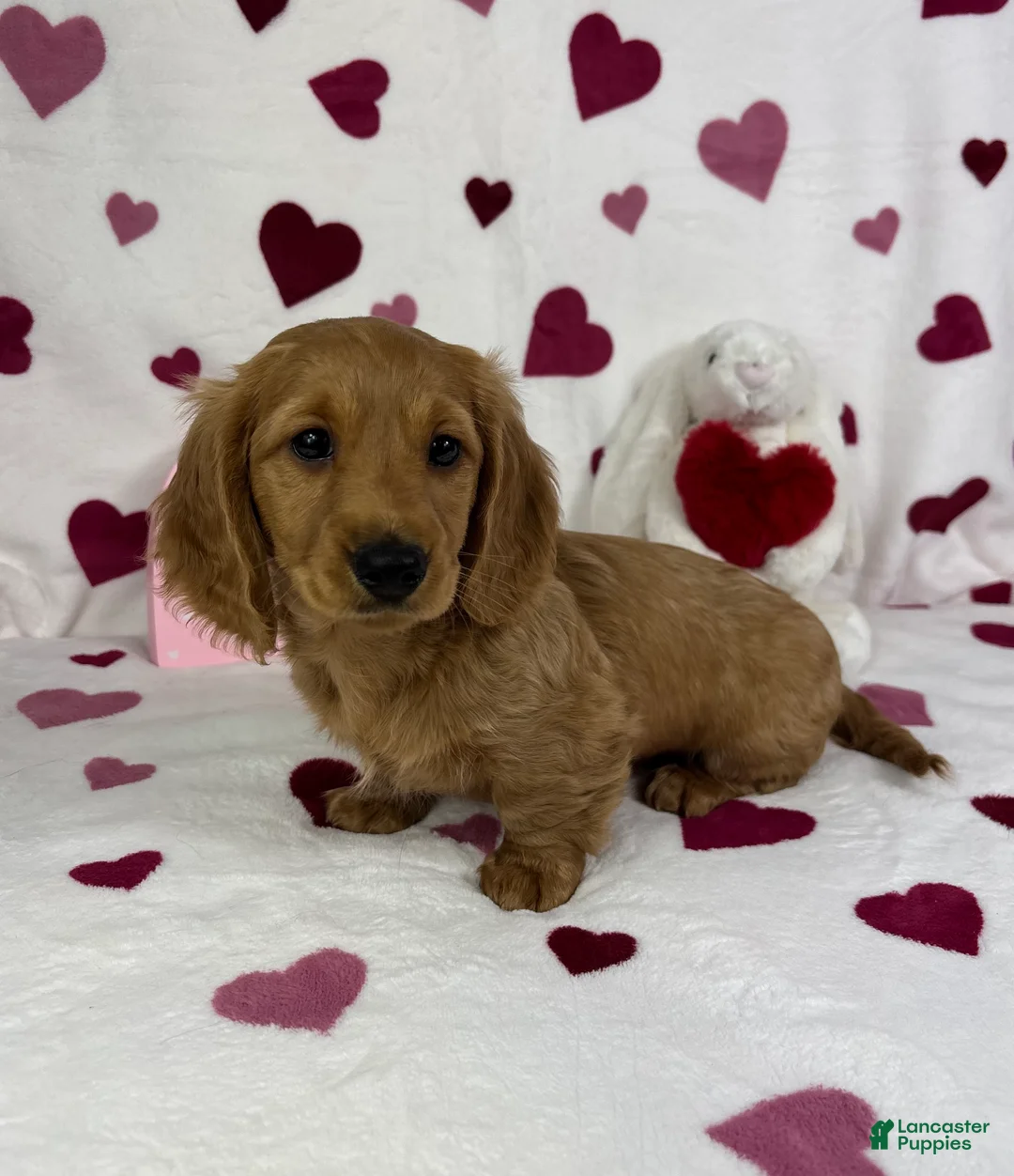 Miniature Dachshund dogs for sale: Delilah  - Ad 3