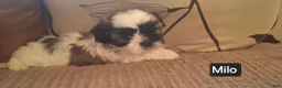 Shih Tzu dogs for sale: Shih Tzu 5 - Ad 6