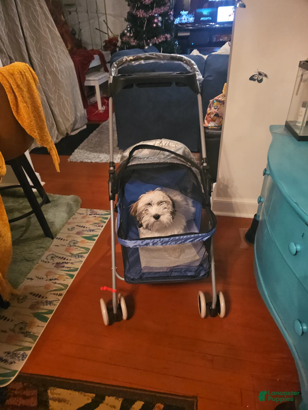 Mixed Breed dogs for stud: Shichon / Teddy Bear  - Ad 4