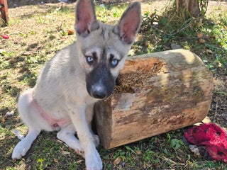 Gerberian Shepsky dogs - Ad 30