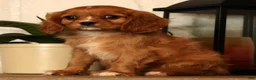Cavalier King Charles Spaniel dogs for sale: Bella - Ad 2