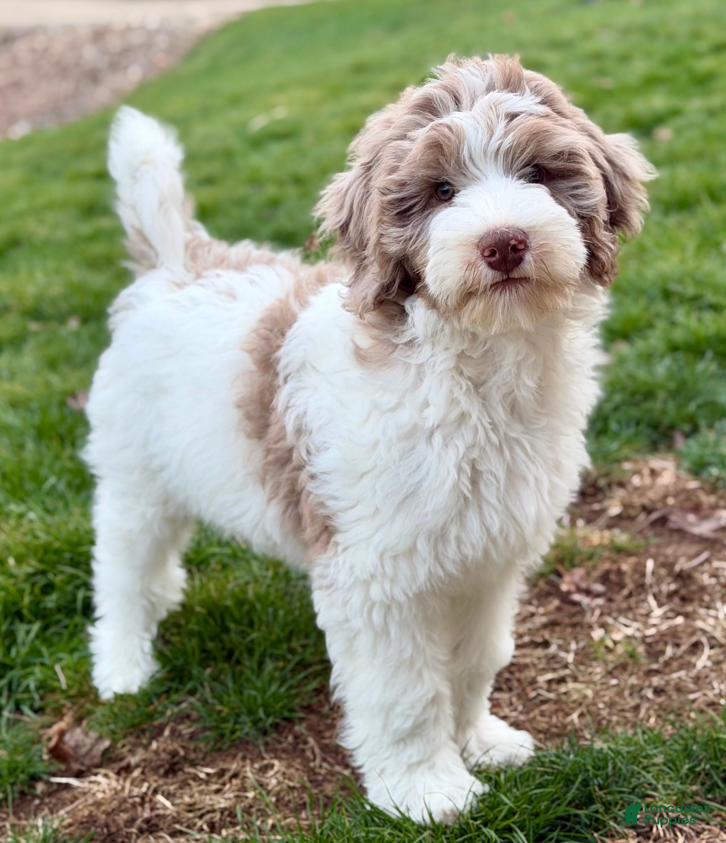 Bernedoodle dogs Praise  - Ad 2