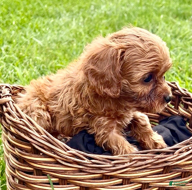 Cavapoo dogs Coco - Ad 2