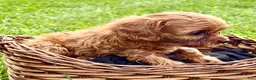 Cavapoo dogs for sale: Coco - Ad 2