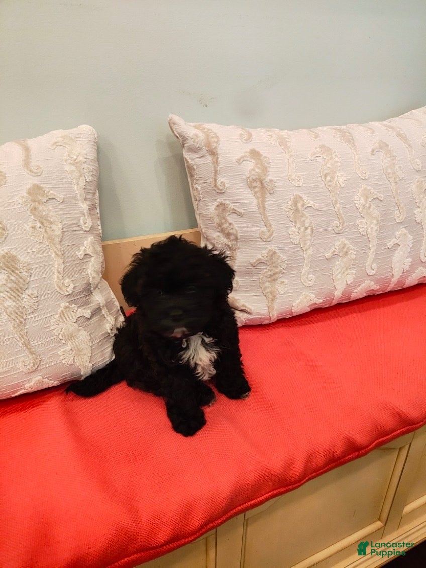 Miniature Poodle (Miniature Poodle, Male) in GA