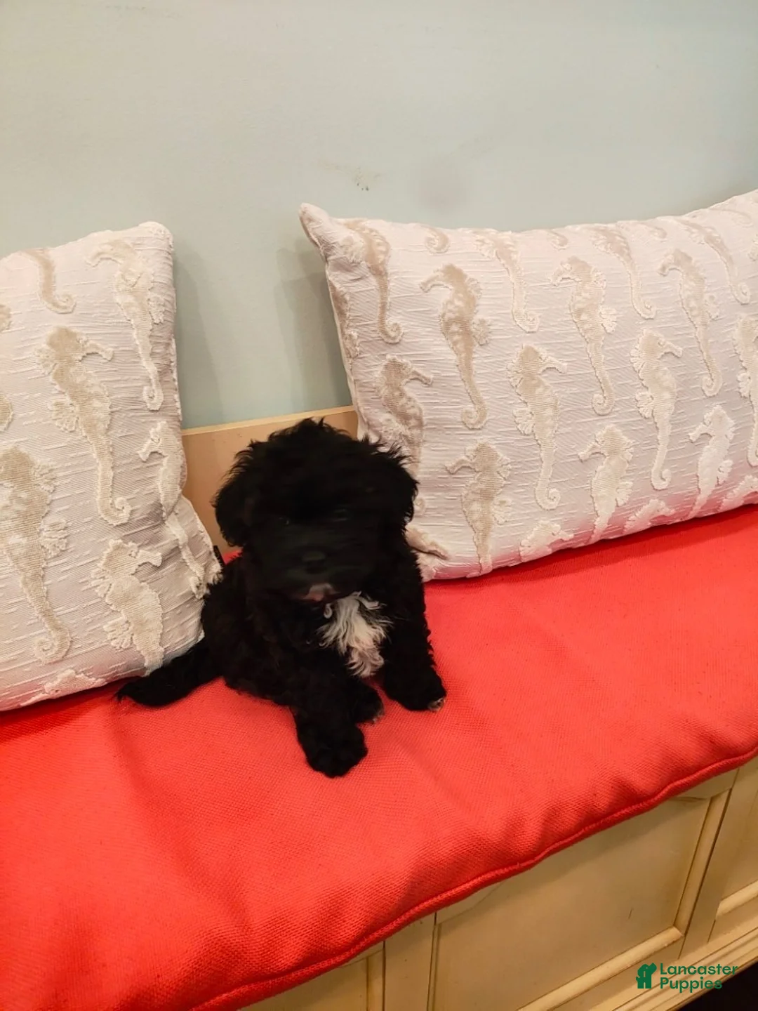 Miniature Poodle dogs for sale: Miniature Poodle 2 - Ad 1