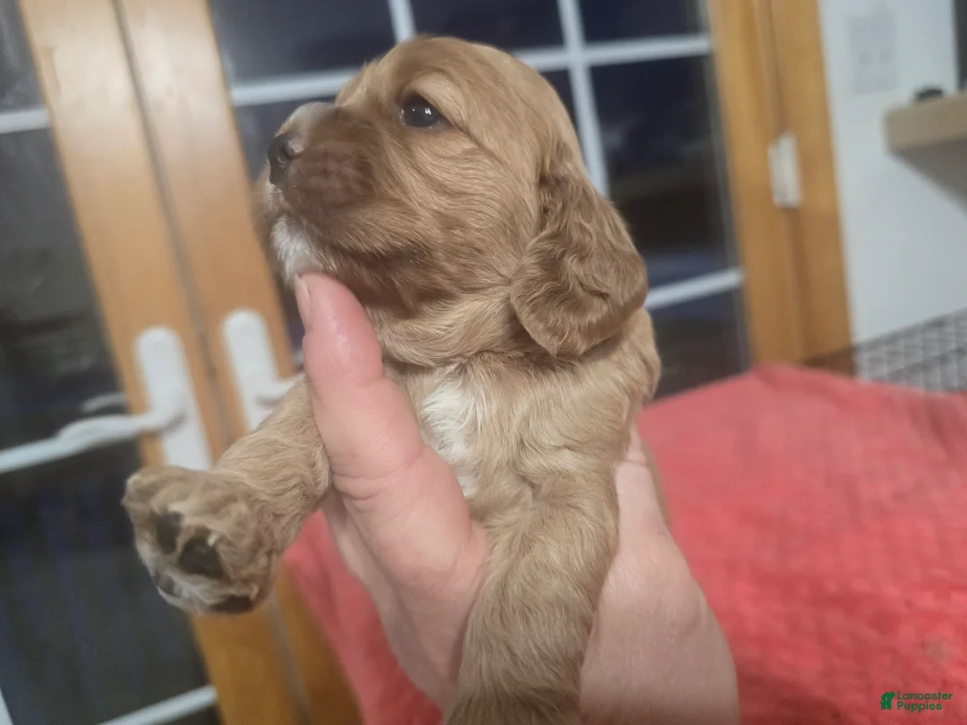 Cocker Spaniel dogs for sale: Red  - Ad 2