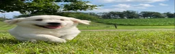 Golden Retriever dogs for sale: Louie - Ad 1