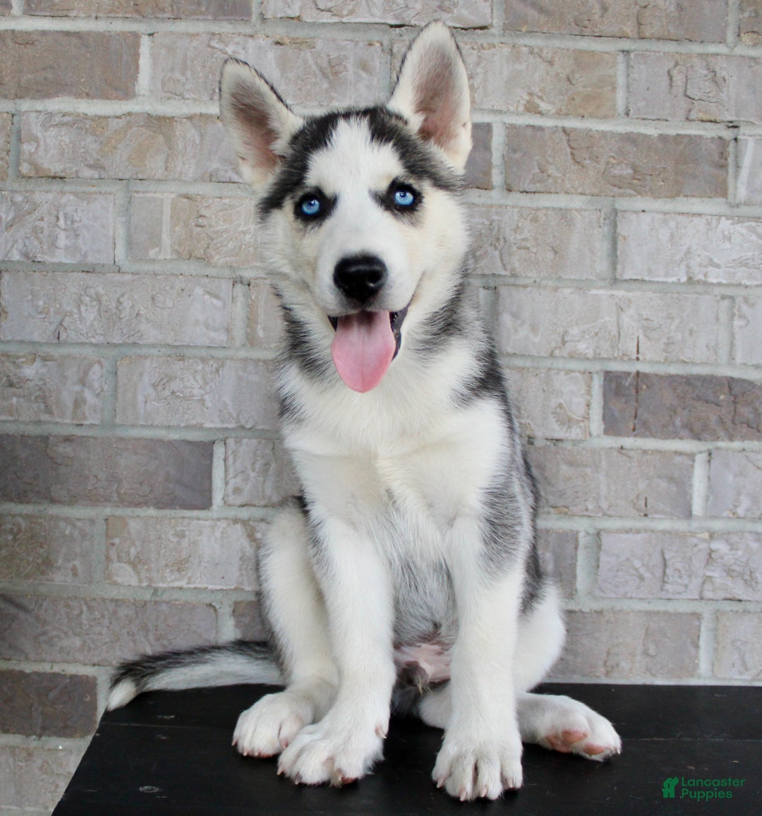 Growth Chart Siberian Husky Months Husky Puppy What Is Weeks In