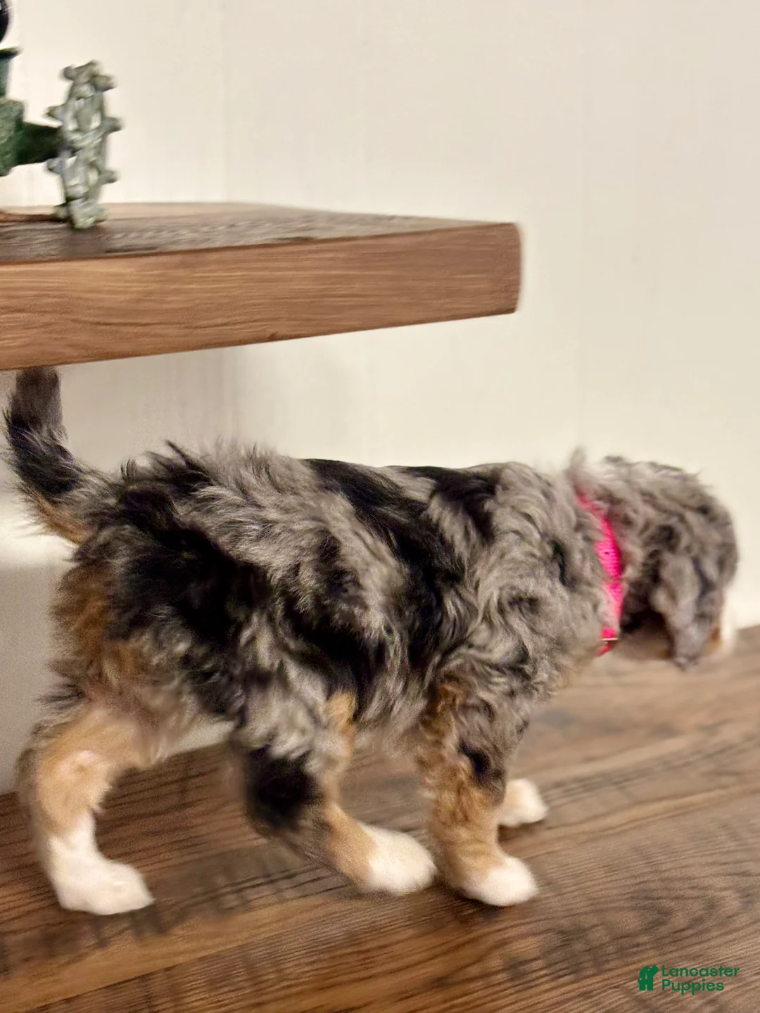 Mini Bernedoodle dogs for sale: Chloe Mini Bernedoodle Puppy 2 - Ad 17