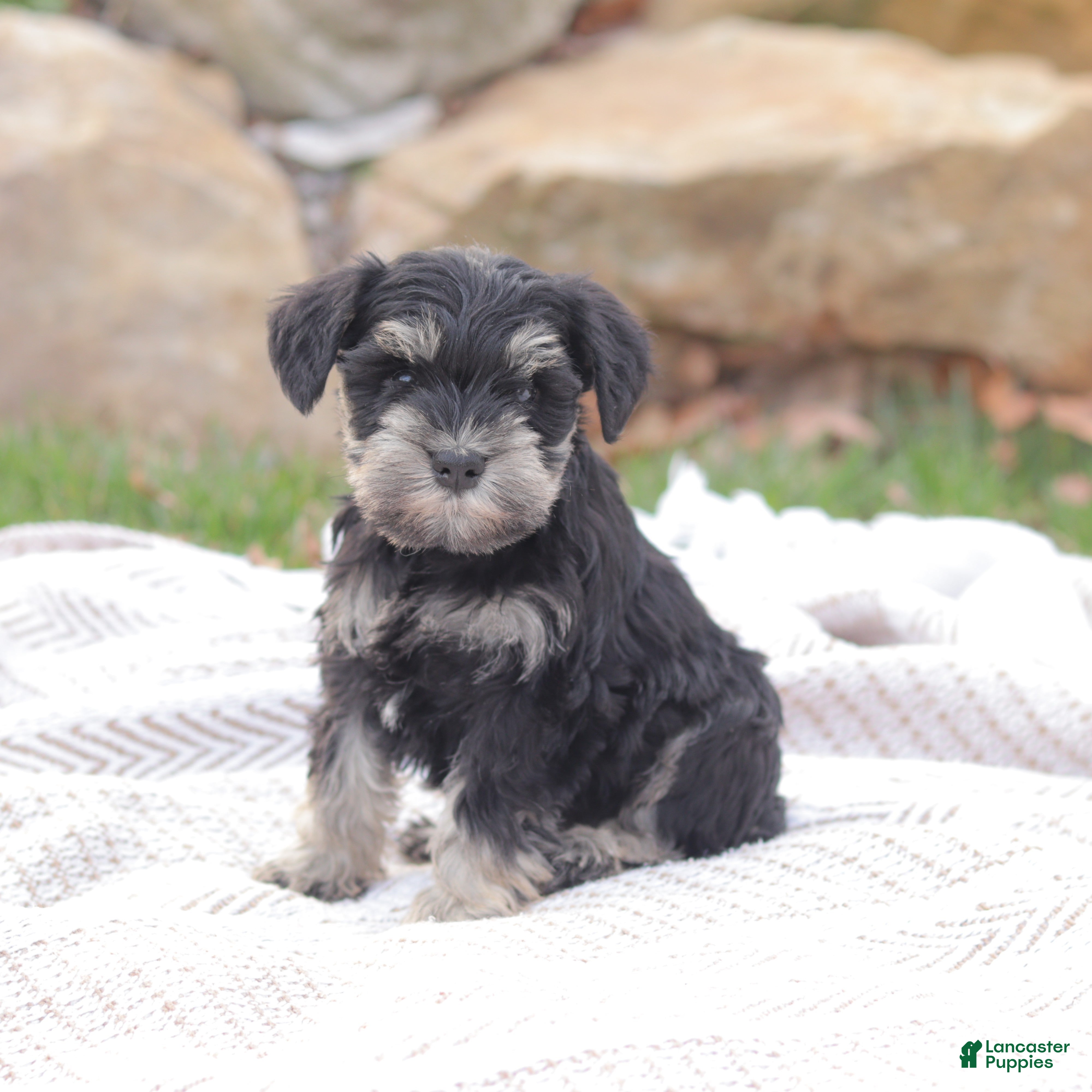 Miniature Schnauzer dogs Royal Jubilee - Ad 2