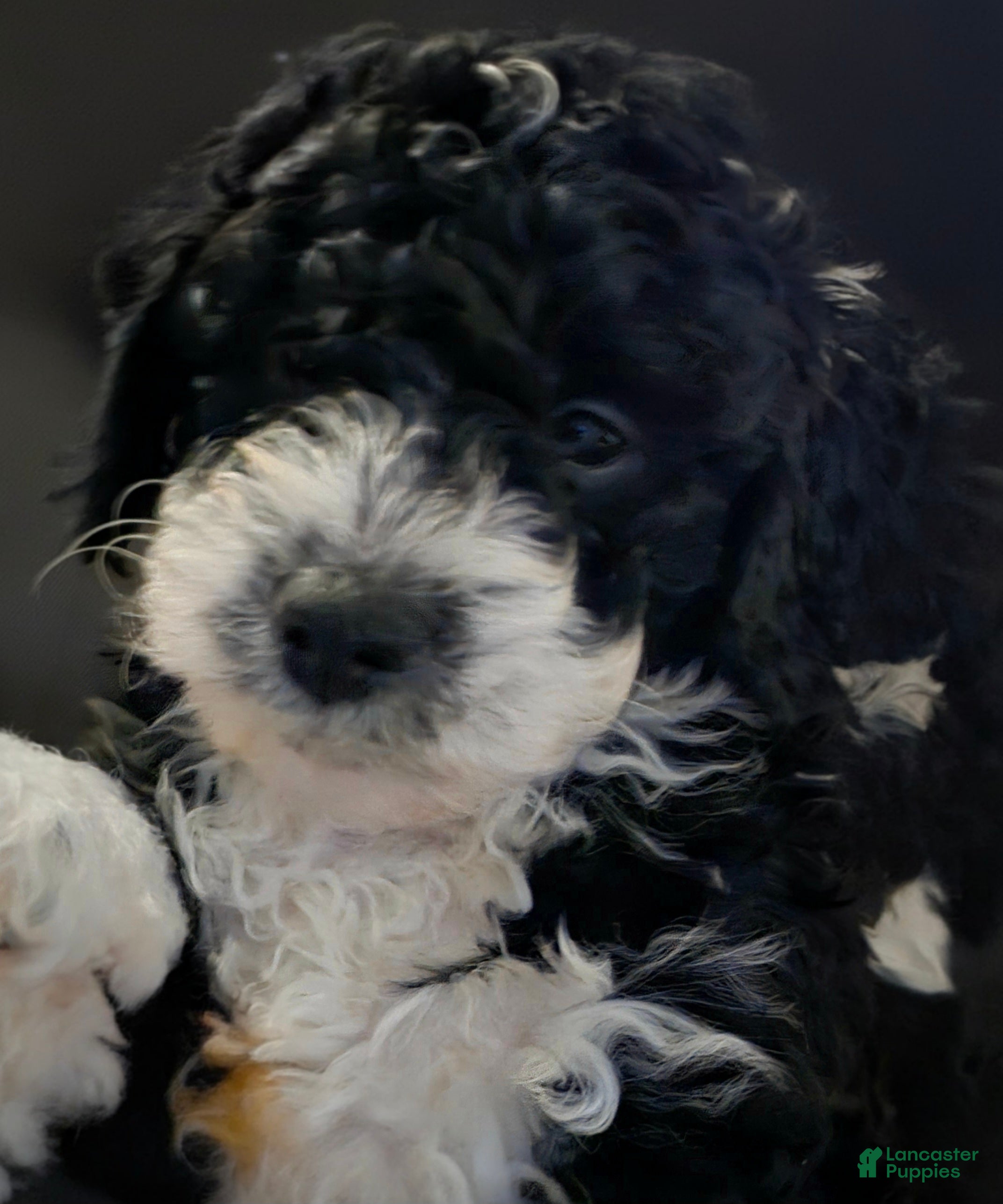 Mini Bernedoodle dogs Asher - Ad 19