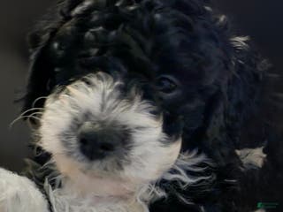 Mini Bernedoodle dogs Asher - Ad 10