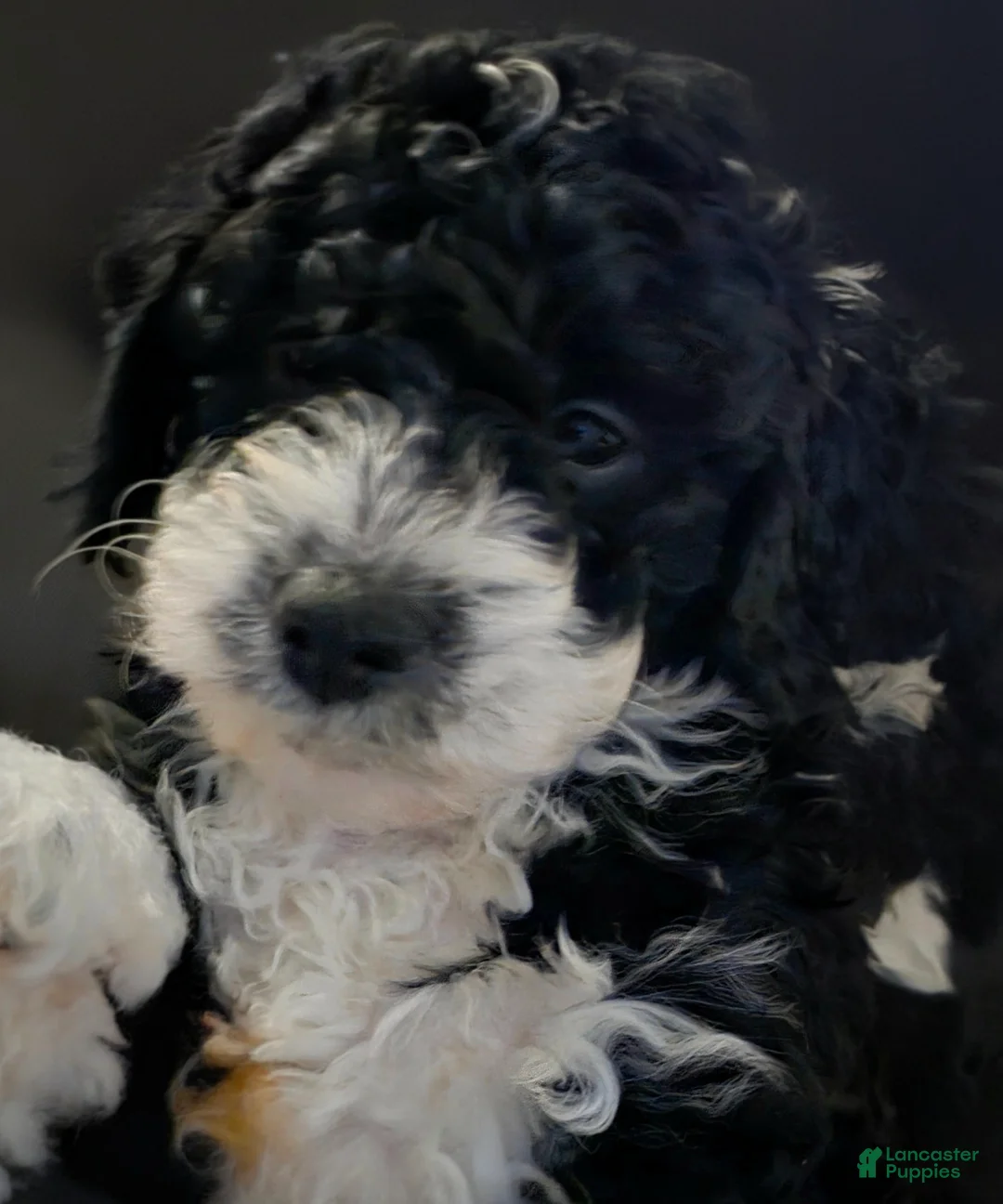 Mini Bernedoodle dogs for sale: Asher - Ad 1