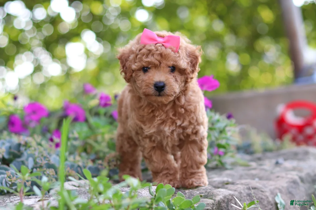 Miniature Poodle dogs for sale: Janika - Ad 1