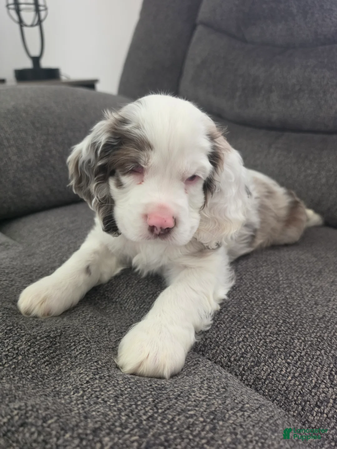 Cocker Spaniel dogs for sale: Cocker Spaniel 2 - Ad 2