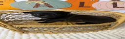 Chihuahua dogs for sale: Panther - Ad 17