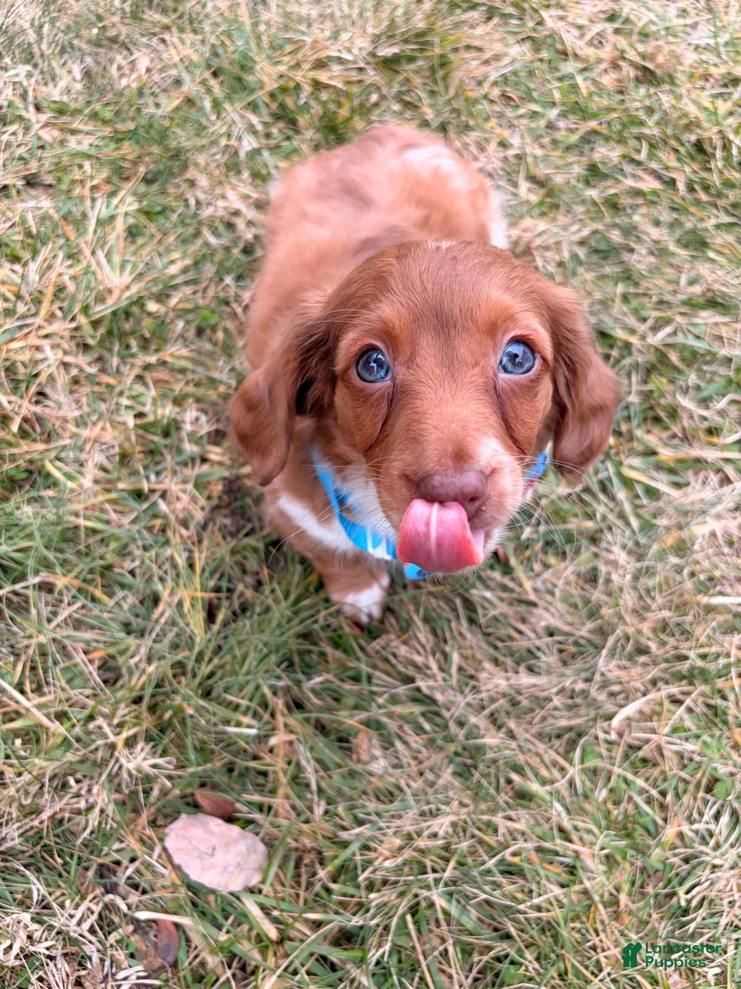 Miniature Dachshund dogs for sale: Sunny - Ad 6