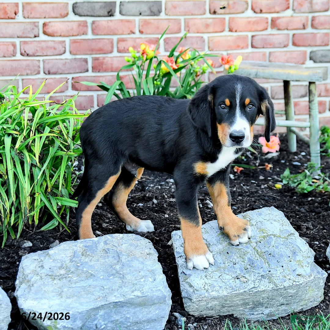 Greater Swiss Mountain Dog dogs for sale: Keller - Ad 1