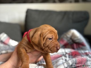 Vizsla dogs - Ad 8