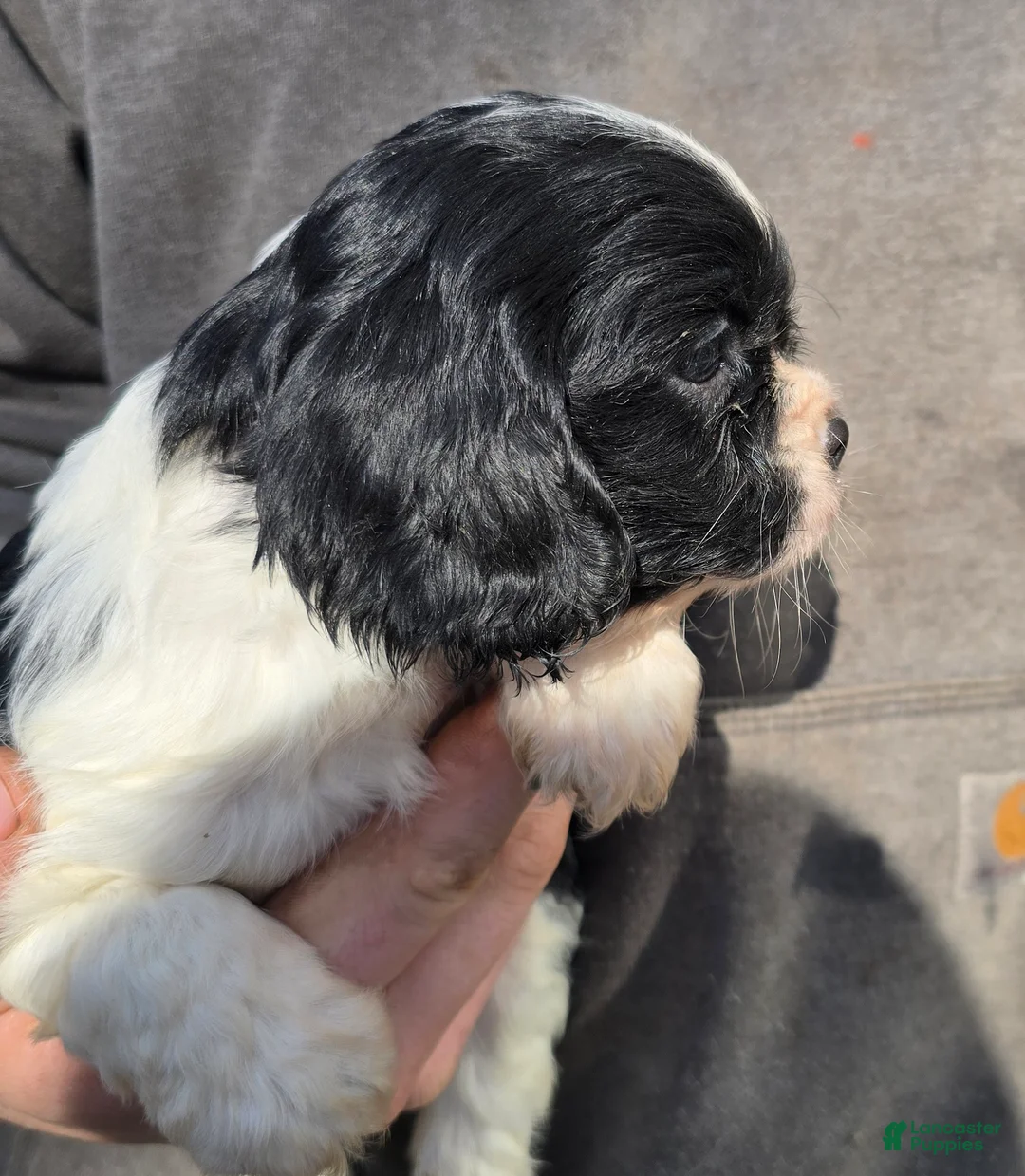 Cavalier King Charles Spaniel dogs for sale: Petunia black and white - Ad 2