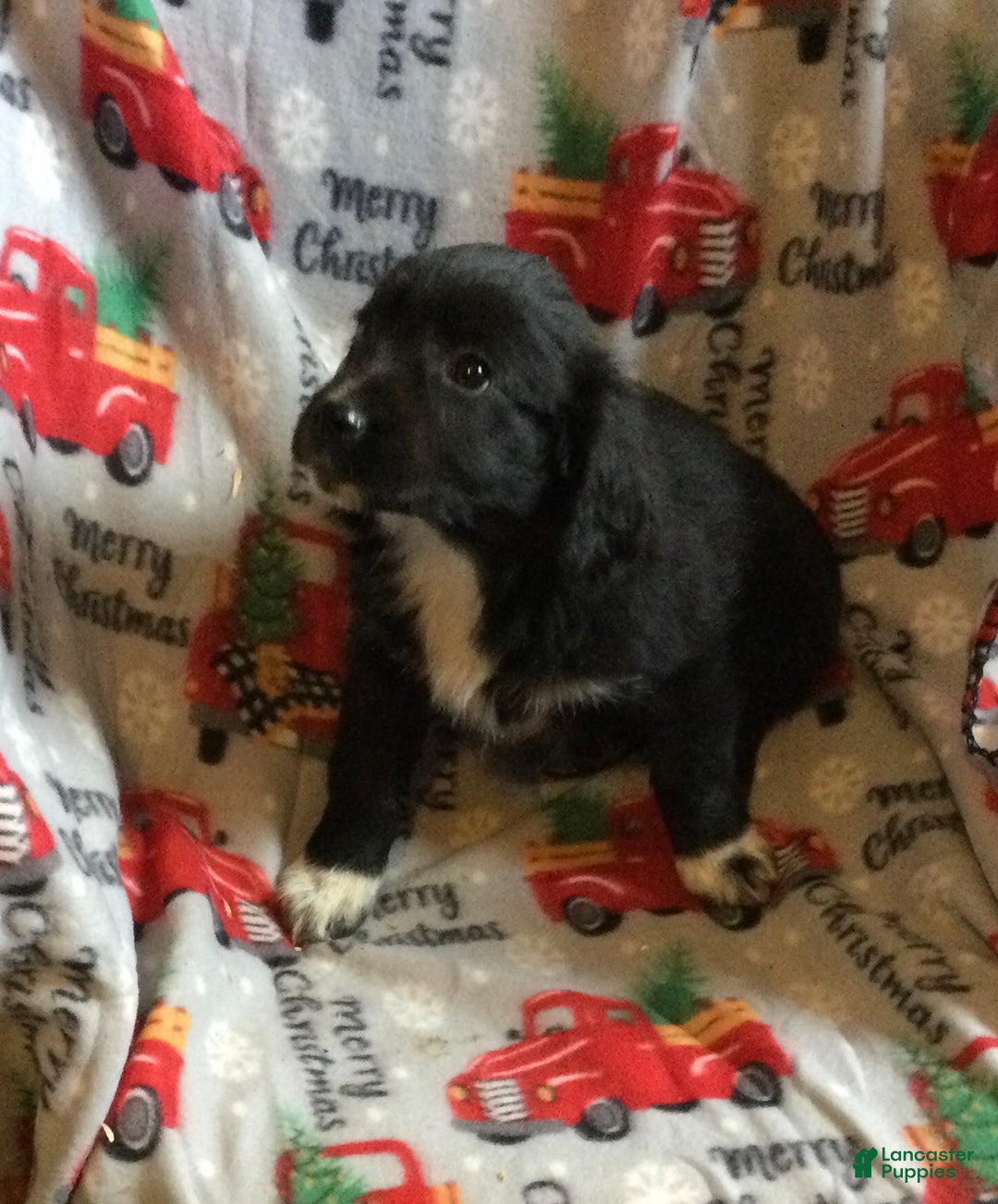 Mixed Breed dogs for sale: Massey - Ad 2