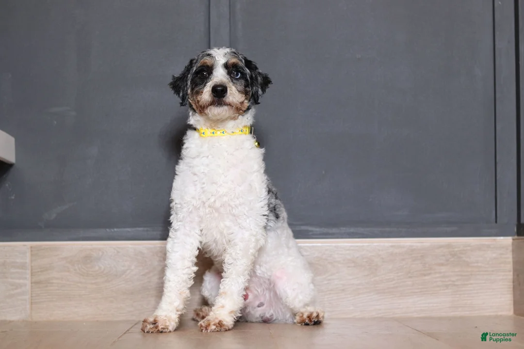 Miniature Poodle dogs for sale: Maverick - Ad 5