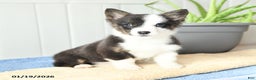 Welsh Corgi Pembroke dogs for sale: Icicle - Ad 1