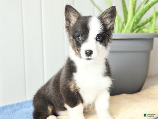 Welsh Corgi Pembroke dogs Icicle - Ad 29