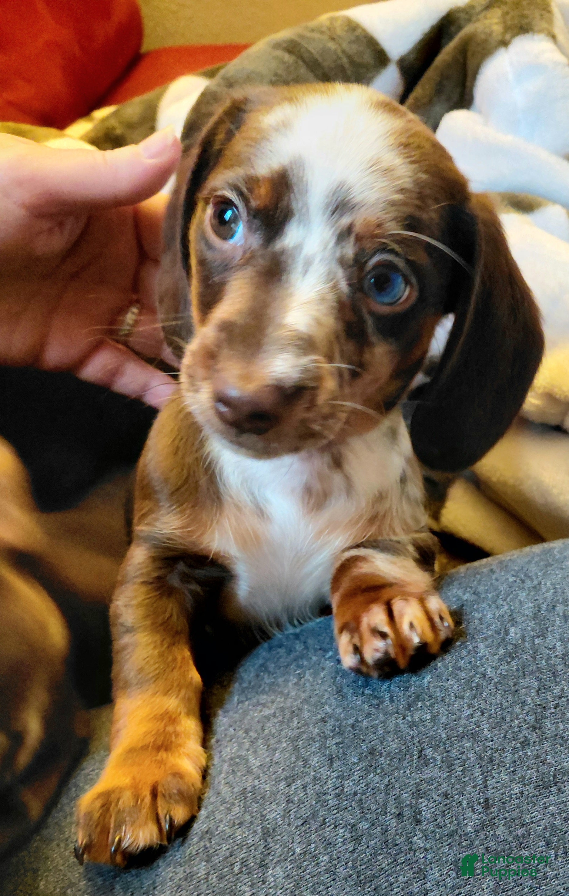 Miniature Dachshund dogs TILLY - Ad 1