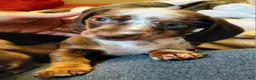 Miniature Dachshund dogs for sale: TILLY - Ad 1