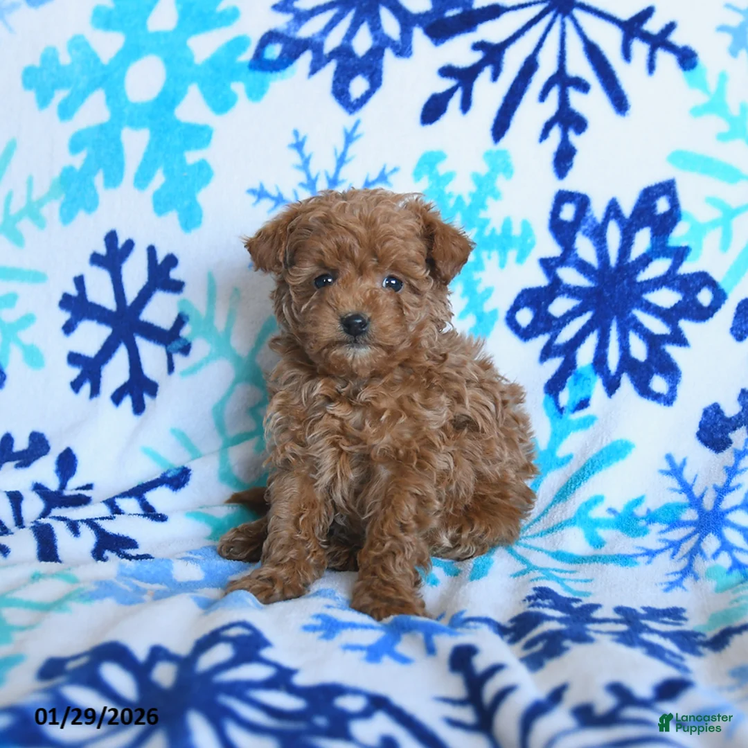 Toy Poodle dogs for sale: Denver - Ad 1