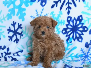 Toy Poodle dogs Denver - Ad 8