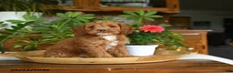 Cockapoo dogs for sale: Waylon - Ad 5