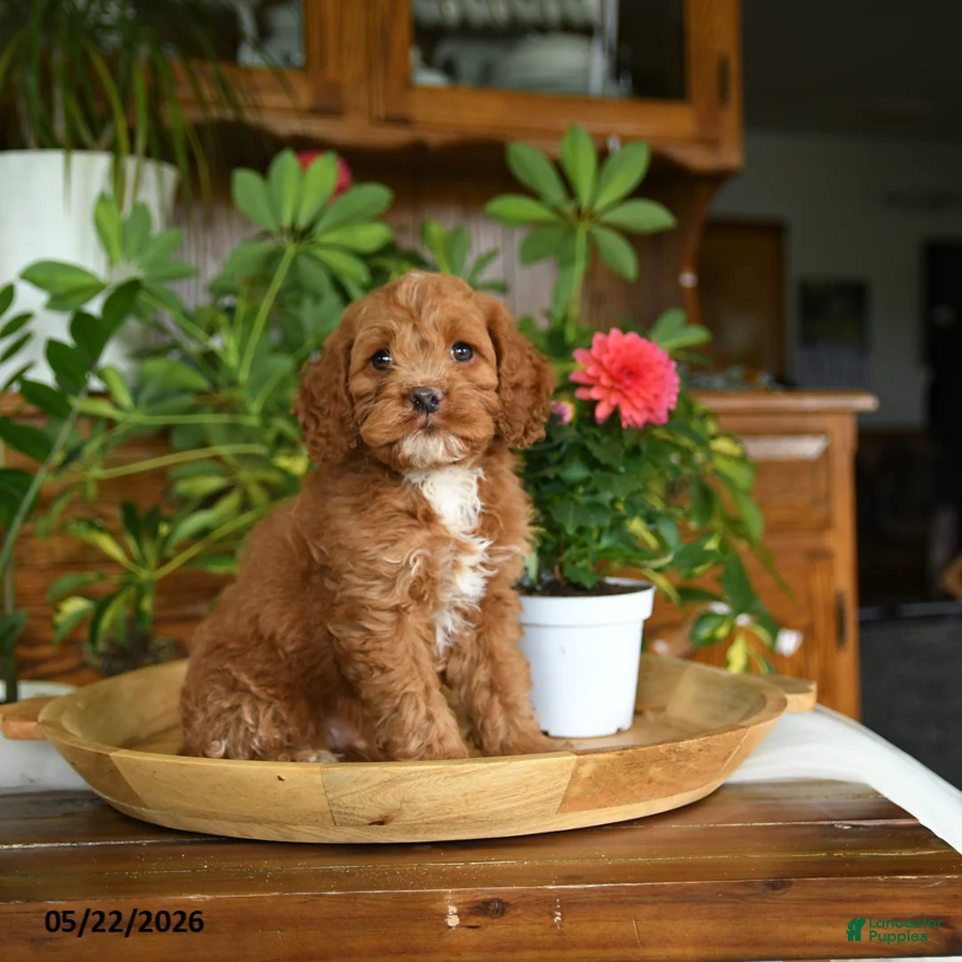Cockapoo dogs for sale: Waylon - Ad 5