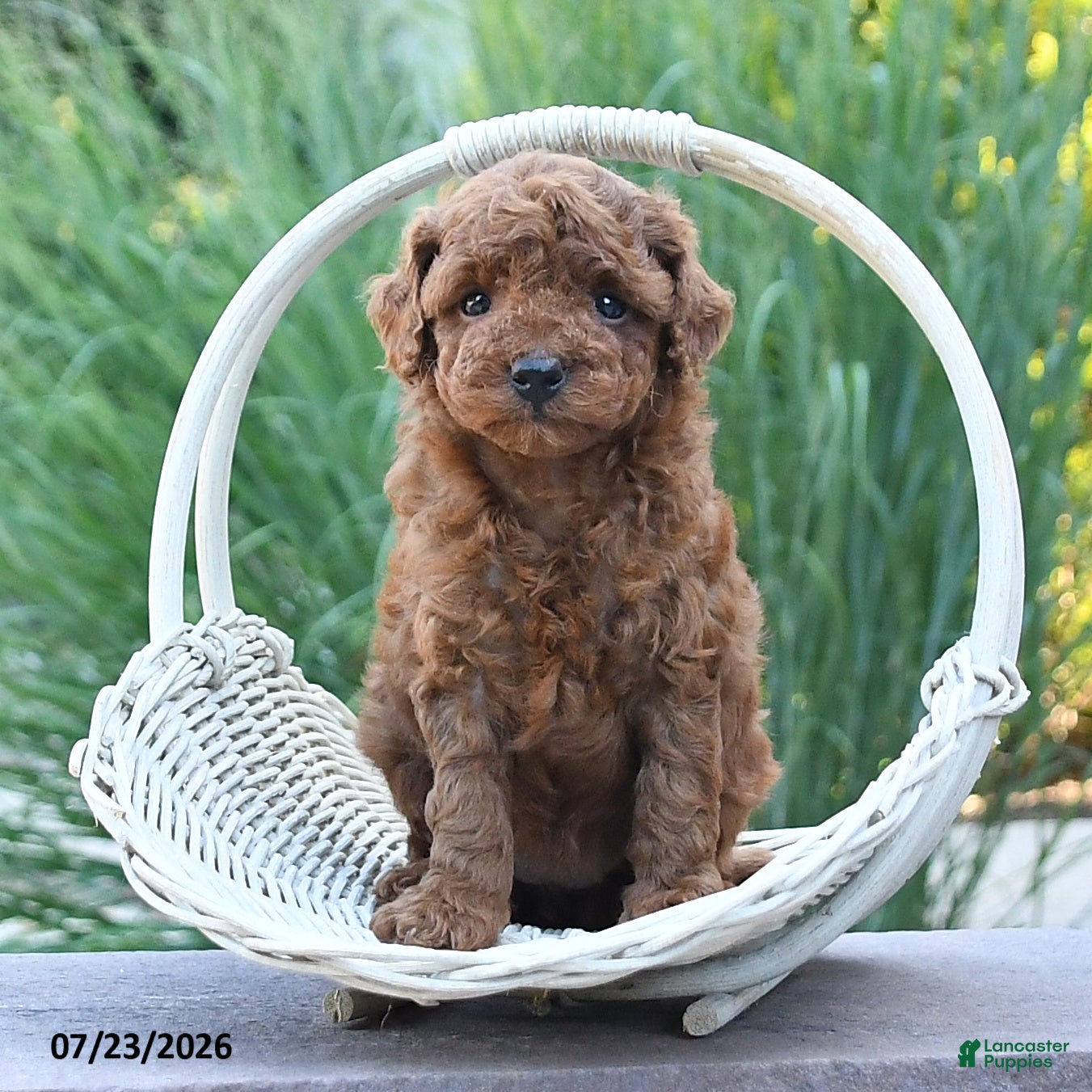 Toy Poodle dogs Kansas - Ad 1
