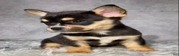 Mixed Breed dogs for sale: Miss Sadie  - Ad 13