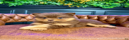 Pomsky dogs for sale: Heidi Jr. - Ad 6