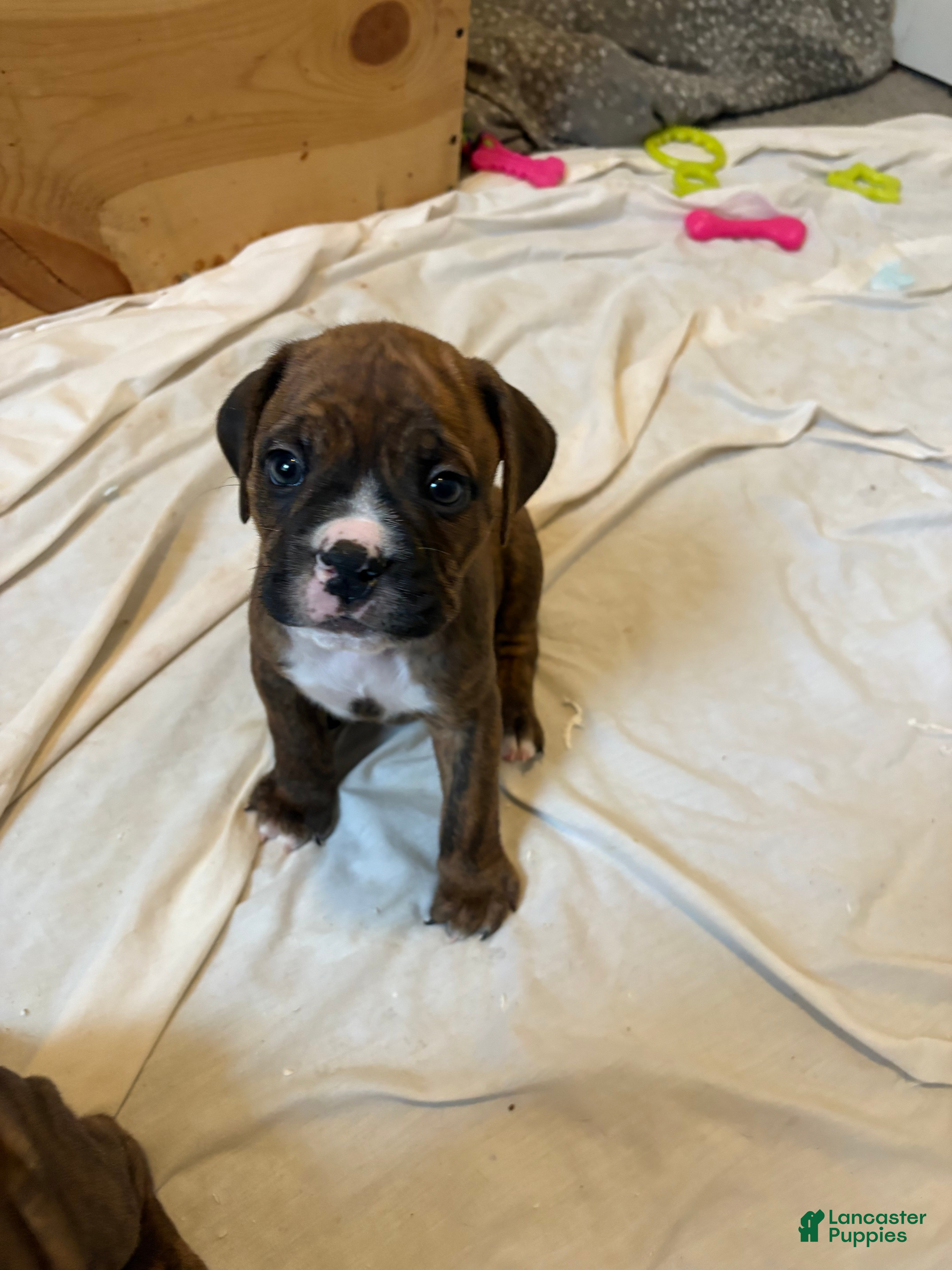 Mixed Breed dogs Mixed Breed Puppy 1 - Ad 9