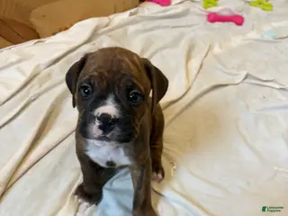 Mixed Breed dogs Mixed Breed Puppy 1 - Ad 9