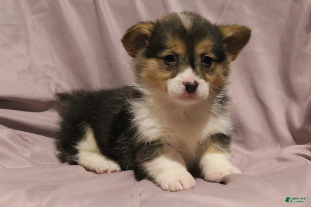 Welsh Corgi Pembroke dogs for sale: Miley - Ad 6